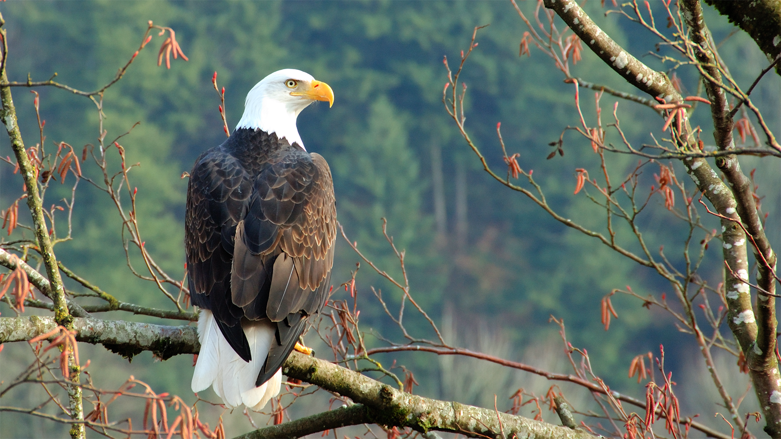 Bald Eagle